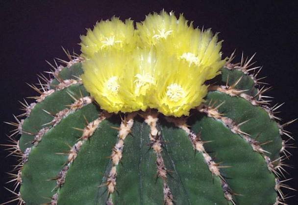 Ferocactus_schwarzii_1